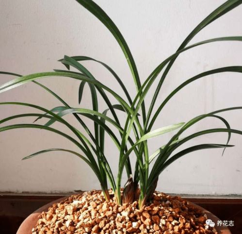 夏天兰花变黄，如何挽救