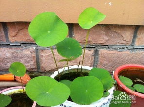 冬季种植碗莲种子的小窍门