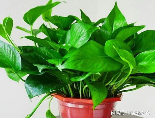 迷你龟背竹：适宜水培， 观叶美观