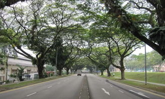 试点项目：立体行道树系统