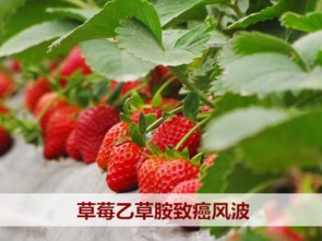 草莓花儿开，喷药需谨慎