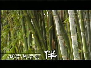 美人蕉种植方法有哪些，需要注意哪些事项以保证其健康生长