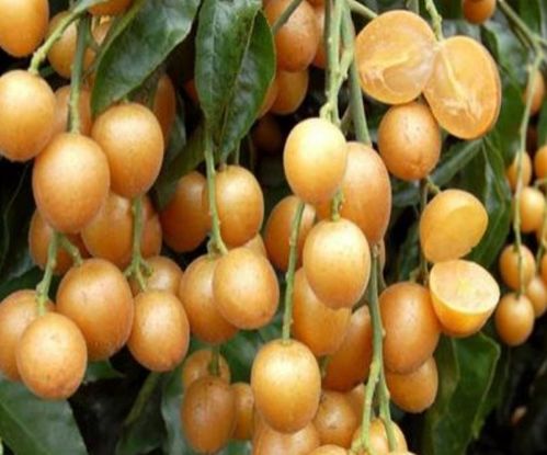 3吲哚乙酸：百香果生长的得力助手