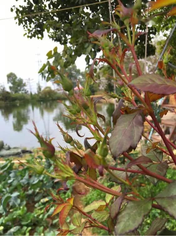 月月红月季适合的气候和土壤