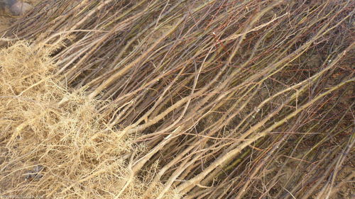 育苗用种量比直接播种省一半