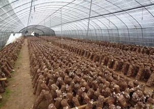 惠州茶油种植基地：成本效益分析与联系电话揭秘