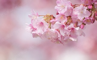 樱花代表爱情与希望，樱花文化究竟有何独特之处