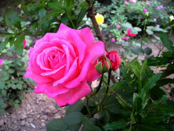 月季， 那花儿中的皇后