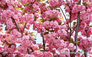 春天开的花有樱花、桃花，这篇赏花攻略快收藏