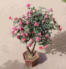 古桩月季，古韵十足