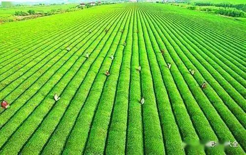 土壤肥力大揭秘：先正达新型肥料大盘点