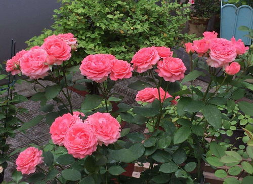 酷暑来袭， 月季花如何降温养护