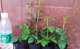 市场供应， 红帽月季受欢迎