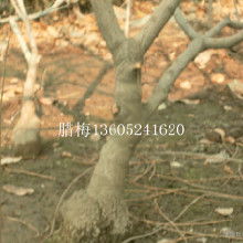 3. 腊梅的价格和品种有关， 这个你得知道