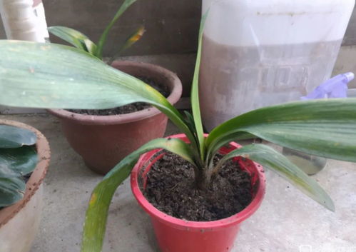 花草生病，病因究竟是什么
