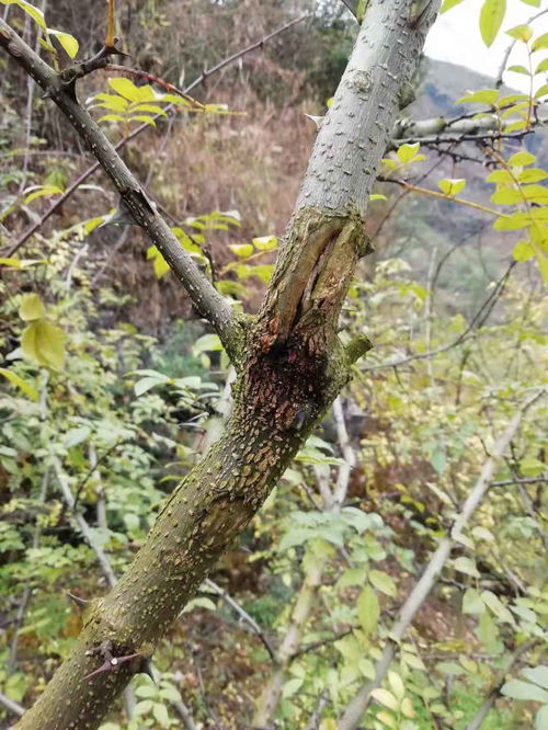 花椒树流胶病用什么药防治？专家来支招