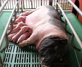 母猪哺乳期，养殖户如何科学喂养