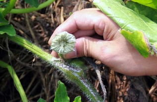 五个大坑， 小心踩中