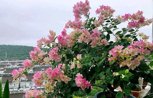 郁金香：种球埋浅点梗容易开花