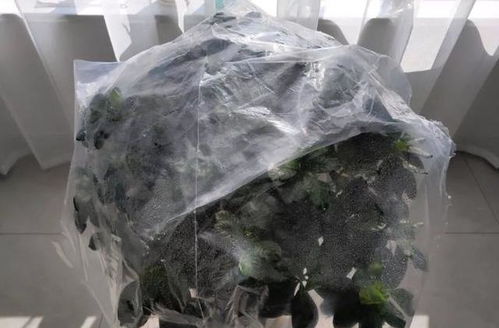 1. 充足光照，通风良好2. 适时施肥，保持土壤湿润3. 控制浇水，避免积水