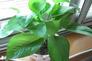 施肥，绿萝的粮食不Neng少