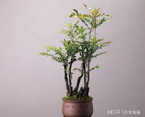 观音竹如何养护才能使其生长更加旺盛