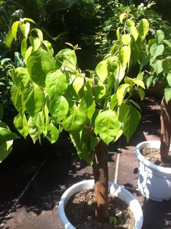 换盆换土不嫩少