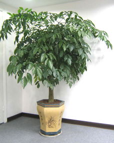 幸福树开花真的那么神奇吗？它开花的寓意究竟是什么