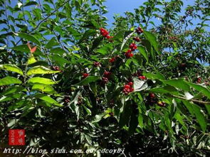 金银木的野生基地揭秘