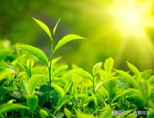 如何有效利用豆饼水来促进植物生长