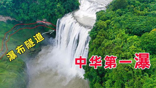 黄果树究竟是什么树？它的真面目令人惊叹