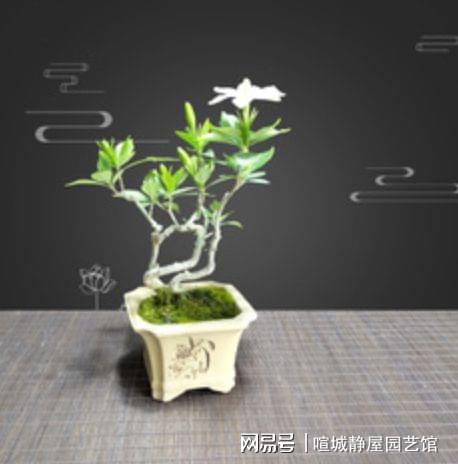 小叶凤尾花养护指南中，如何打造美丽生机的家居花园