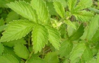 麦冬草的购买技巧