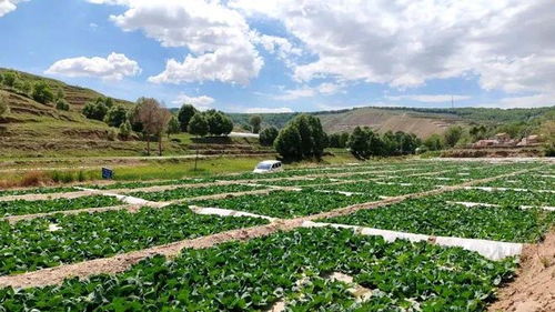 山坡里的绿色宝藏