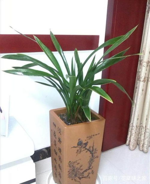 春兰叶子枯半截，如何挽救生机