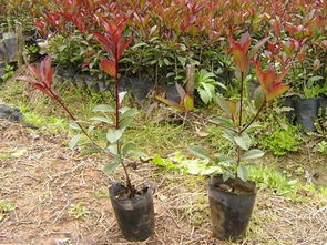 乙草胺的使用方法