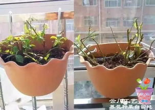 玉珊瑚繁殖技巧与养护指南，轻松养殖高颜值珊瑚！