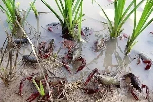 虾田水稻嫩打药吗？如何打药？