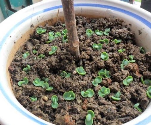 上个月有个粉丝哭诉波斯菊全死了 一问才知道他干了这些蠢事：