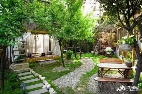 藤本植物：攀爬的花儿