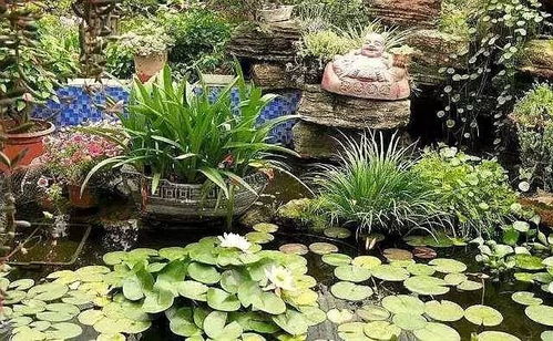 光照对花卉生长的影响：揭秘鱼池光照条件如何塑造美丽植物