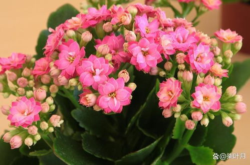 第一种植物：生命力顽强， 药价值高