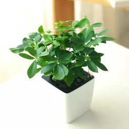 西玛：色彩斑斓的精灵