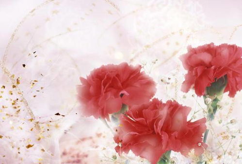 康乃馨的奥秘与魅力：芳香世界探秘