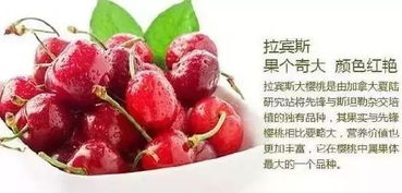 樱桃6月成熟上市？这时的樱桃口感最佳