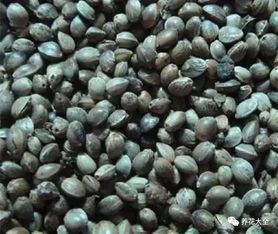 多菌灵拌土比例：1:250左右