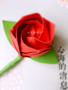 保鲜绝招，让玫瑰保持鲜艳