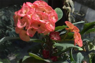 刺梅花有毒吗？养殖刺梅花需要注意哪些事项
