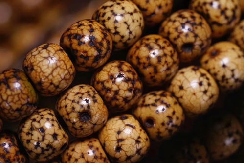 什罗普郡之星月季简介