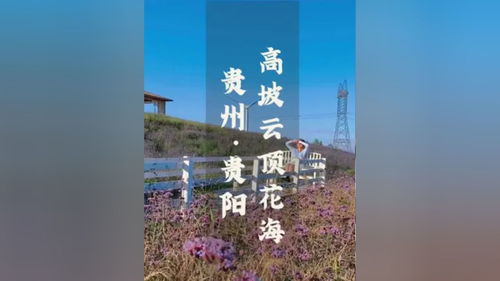 “绝美花卉图鉴，你的桌面花海已上线